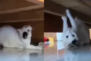 Подкроватный монстр