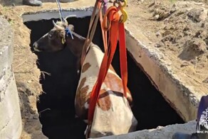 В Дагестане корова упала в пятиметровый резервуар с водой и не смогла самостоятельно выбраться
