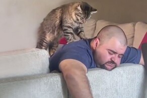 Полезен ли кошачий массаж