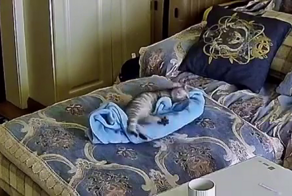 Котик  старательно делает себе лежанку из пледа