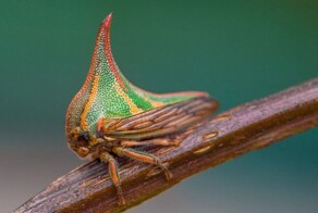 10 редких и странных, но удивительных животных