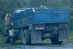 Медвежья ОПГ средь бела дня взяла под свой контроль грузовик
