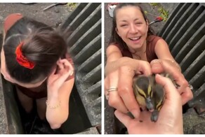 Девушка спасла попавших в беду утят