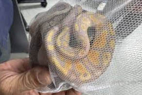 Питон в штанах никого в Таиланде уже не удивляет