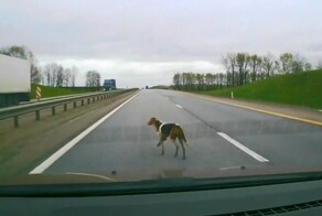 Спасти любой ценой!