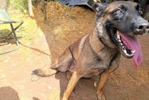 Собака лишилась лапы, но спасла сотни жизней, обнаружив бомбу