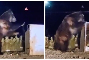 Медведь вышел из леса и устроил погром на помойке
