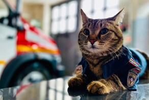 Котики тоже пашут: 20 усатых трудяг, застигнутых в разгар рабочего дня