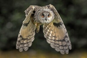 На общую тему 