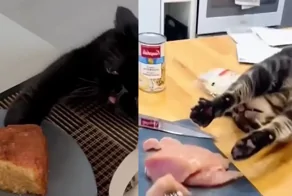 Очаровательные попытки котиков стащить еду из тарелки