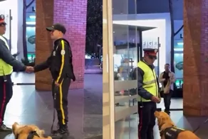 Отдыхающий на службе пёс так уморился, что даже не заметил, как подошел босс