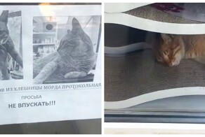 Наелся пряников и спит