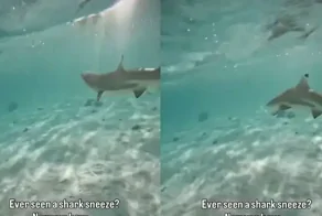 Как выглядит«чихание акулы»