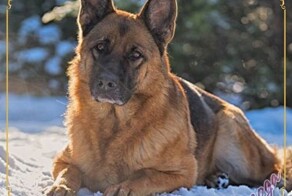 Преданность