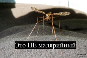 Малярийный комар: всё, что надо знать, чтобы не бояться и навсегда закрыть эту тему