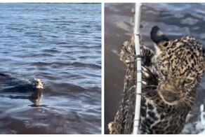 Рыбак выловил из воды и спас детёныша ягуара
