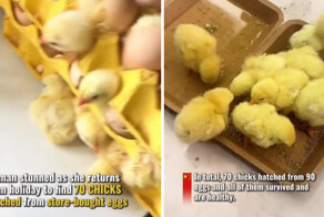 Яйца на завтрак тоже бывают с подвохом: жительница Китая купила три десятка яиц, а получила цыплят