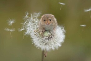 Всё вразнобой&nbsp;