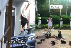 Кошачья столица: подборка видео, показывающих обычные будни в Стамбуле