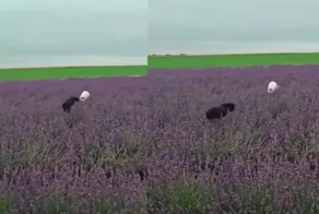 Кошки в лавандовом поле