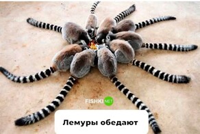 Продолжаем барражировать соцсети