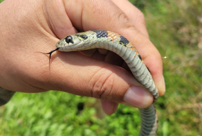 Тигровый уж: русская змея с ядовитой кожей