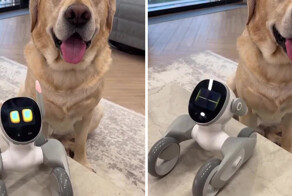 Владелец  собаки поделился видео с роботом, способным заменить четвероногого друга