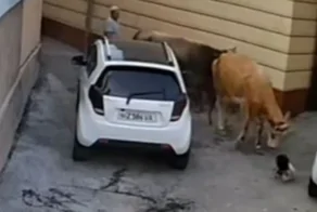 В Узбекистане корова напала на годовалого ребёнка и его мать