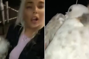 Пьяная девушка принесла домой чайку, а после выяснила, что у неё птичий грипп