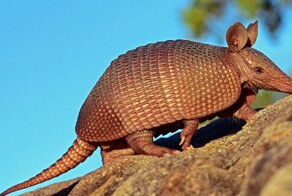 Из жизни броненосцев