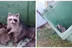 Мужчина помог енотам выбраться из мусорного бака