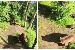 Молчаливый репортаж с дерева