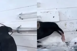 Очень умный ворон