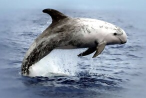 Дельфин, который 24 года спасал моряков от смерти