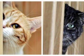 Подборка котов-шпионов