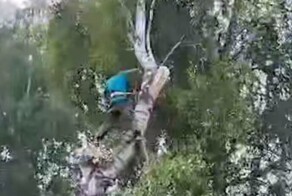 Срубленная берёза едва не убила мужчину