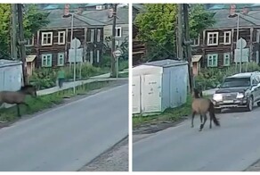 Одна лошадиная сила против "Крузака": в Иркутской области конь врезался во внедорожник