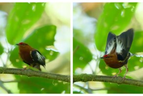 Птицы, которые используют свои крылья как музыкальный инструмент