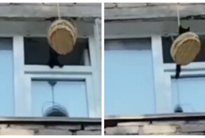 Спасение котенка в Томске