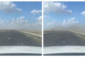 Впечатляющее количество саранчи в Дагестане