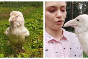 Белый ворон на прогулке
