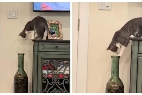 Кот играл с бутылкой и проиграл