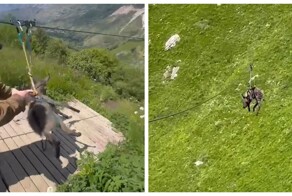 В Хунзахском районе неизвестные покатали осла на зиплайне
