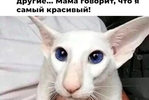 Не ищите здесь смысл. Здесь в основном маразм