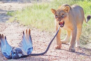 Ядовитая змея и две львицы сошлись в схватке за орла