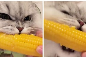 Пушистый любитель кукурузы