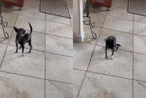 Пёс чихнул от всей души