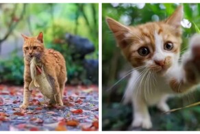 Профессиональный кошачий фотограф за работой