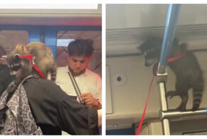 Милого енота засняли в метро Москвы