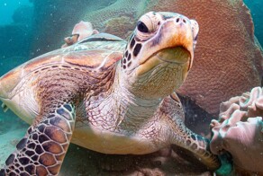Черепаха попробовала съесть морского червя